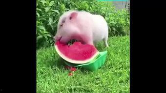 猪吃瓜声音,趣味横生瞬间爆笑 第3张 猪吃瓜声音,趣味横生瞬间爆笑 第3张